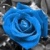 1252.gif